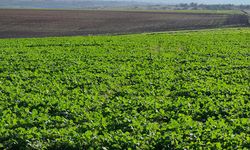 Edirne'de son dönemdeki yağışlar kanola üreticisini sevindirdi