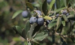 Hatay'da Zeytin Hasadı Başladı: Yüksek Maliyetler Üreticiyi Zorluyor