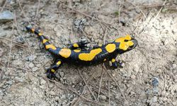 Hatay’da Nesli Tükenmek Üzere Olan Tür Görüldü!