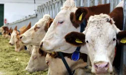 Hayvancılıkta Şap Krizi! Et Fiyatı Tırmanacak