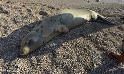 Kaş sahilinde dinlenen fok denize döndü