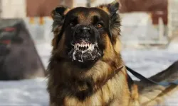 Hatay'da Kuduz Paniği: Vatandaş Köpek Saldırısına Uğradı!