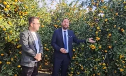 Karaçay: Mandalinanın Dalında Çürümesine İzin Vermeyeceğiz