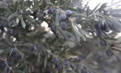 Hatay’da Kuraklık Vurdu: Zeytinyağı Üretimi 4’te 1’e Düştü
