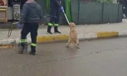 Adana’da başıboş sokak köpekleri toplanıyor