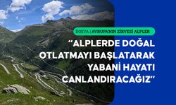 Alplerde otlatmanın yeniden başlatılması daha dirençli ekosistemler sağlayabilir