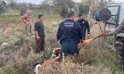 Antalya'da su kanalına düşen ineği itfaiye kurtardı
