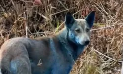 Çernobil’deki Mavi Köpeklerle İlgili Şaşırtan Açıklama