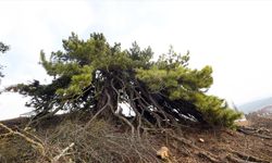 Dalları aşağıya doğru uzanan çam ağacı şemsiyeyi andıran görüntüsüyle dikkat çekiyor