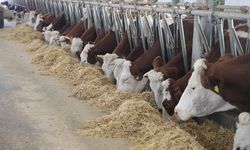 Devlet desteğiyle 4 olan hayvan sayısını 9 yılda 80'e çıkardı