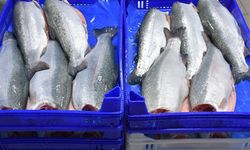Doğu Karadeniz'in 11 aylık Türk somonu ihracatı 164 milyon doları aştı