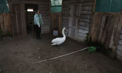 Göç yolunda bitkin düşen kuğu Kızılırmak Deltası'nda tedavi altına alındı