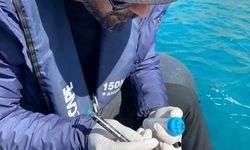 GRAFİKLİ - En çok mikroplastik Bozburun'da tespit edildi