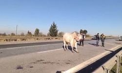 Hatay’da Firari Anguslar Alarmı: Ekipler Zamanla Yarıştı