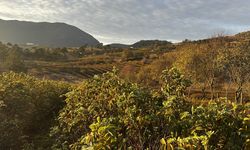 Isparta'nın gül bahçeleri sarı ve turuncuya büründü