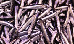 İstanbul'da kasımda haldeki balıkçıların yüzünü en çok 'hamsi' güldürdü