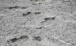 İtalya'da 200 milyon yıl öncesinden kaldığı düşünülen binlerce dinozor ayak izi keşfedildi