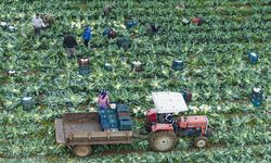 İzmir'in kışlık sebze tarlalarında hasat telaşı yaşanıyor