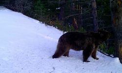 Kars'ta birçok bozayı kar yağışı sonrası kış uykusuna yattı