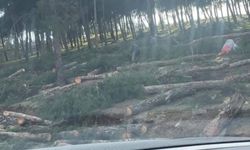 Kırıkhan Mesire Alanında Doğa İçin Zorunlu Müdahale