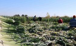 Kozan’da pırasa hasadı başladı: 20-22 TL’den alıcı buluyor