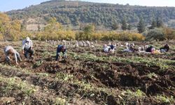Kuraklık nedeniyle verimin yarı yarıya düştüğü tatlı patateste son hasat yapıldı