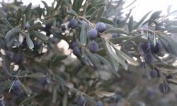 Kuraklık zeytin hasadında yağ verimini olumsuz etkiledi