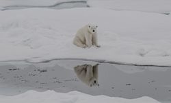 Kutup ayılarının artan sıcaklıklara uyum sağlamaya başladığı belirlendi