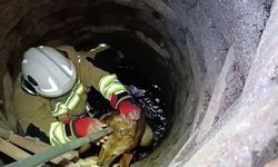 Kuyuya düşen köpeği itfaiye kurtardı