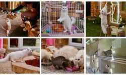 Libya'nın ilk 5 yıldızlı kedi oteli, kedilere lüks hizmet sunuyor