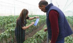 Mersin'de örtü altı üreticiye sera ipi ve tuzak desteği