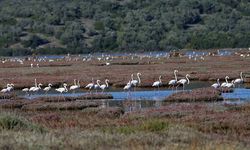 Milas'taki Tuzla Sulak Alanı'nda göçmen kuş yoğunluğu yaşanıyor