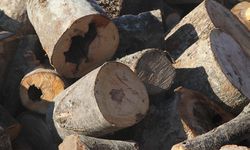 Ormanlar kaçak ağaç kesimine karşı teknolojik imkanlarla 7 gün 24 saat korunuyor