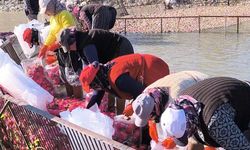 Osmaniye Kadirli'de turp mesaisi: Soğuk suda ekmek mücadelesi