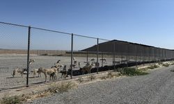 Osmaniye'de 'Sahipsiz Hayvanları Koruma Birliği' kurulacak