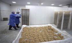 Osmanlı dönemi usulüyle yapılan tescilli Malatya tarhanası ihracata hazırlanıyor