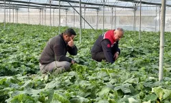 Hatay’da Sera Hibesi Üretimi Arttırdı
