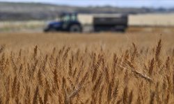 Tarımsal girdi fiyat endeksi ekimde yıllık yüzde 33,66, aylık yüzde 2,04 arttı