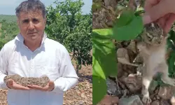 Hataylı Çiftçi Tavşanlarla Mücadelesini Anlattı