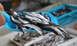 Türkiye'den 11 ayda 14,4 milyon dolarlık hamsi ihracatı yapıldı