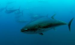 Türkiye'nin mavi yüzgeçli orkinos kotası 3 bin 95 tona yükseldi