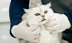 Veteriner Kontrol Enstitülerinin kapasitesi 21 yeni laboratuvarla güçlendirilecek