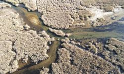 Yağışlarla nefes alan Bafa Gölü'nde doğal yaşam yeniden canlandı