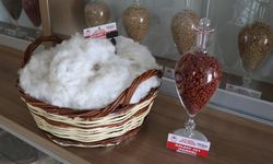 Adana'da adaptasyon yeteneği ve lif kalitesi yüksek yeni pamuk çeşidi geliştirildi