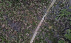 Antalya'da hortumun zarar verdiği ormanlık alan havadan görüntülendi