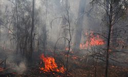 Avustralya'da son bir aydaki orman yangınlarında 110 bin hektardan fazla tarım arazisi zarar gördü