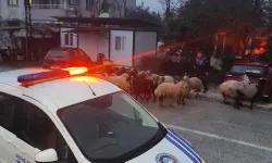 Defne Belediyesi Zabıta Ekiplerinden Örnek Davranış