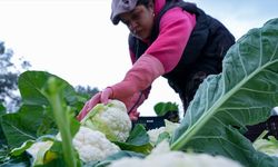 Çiftçilere 226,7 milyon lira tarımsal destekleme ödemesi bugün yapılacak