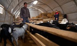 Depremde ahırı yıkılan küçükbaş yetiştiricisi devlet desteğiyle üretime döndü