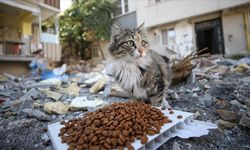 Sokak Hayvanlarını Beslemek Yasaklandı!